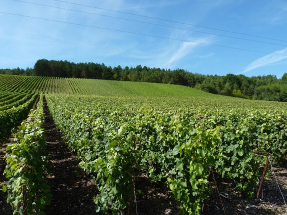 Les vignes