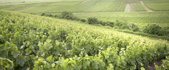 Soutiran - Vigne '4'