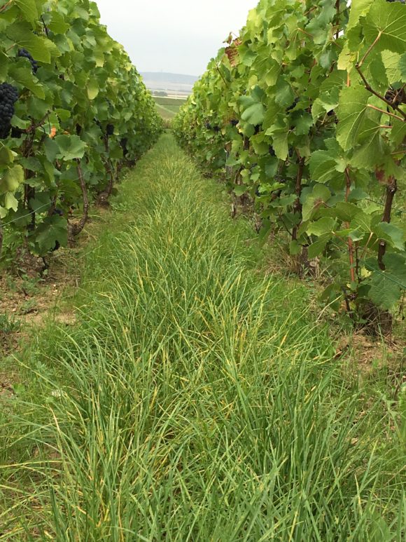 Soutiran - Vigne '1'